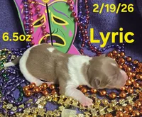 Lyric , a male Teddy Roosevelt Terrier for sale in Wetumpka, AL – Photo 3 of 4