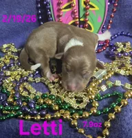 Letty, a female Teddy Roosevelt Terrier for sale in Wetumpka, AL – Photo 1 of 4