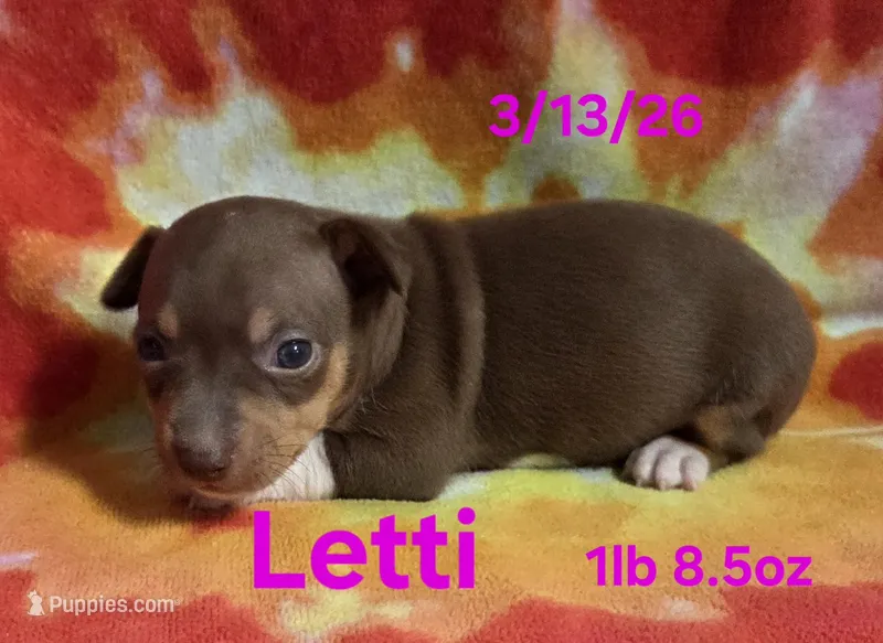 Letty – Teddy Roosevelt Terrier puppy for sale in Wetumpka, AL