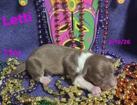 Letty, a female Teddy Roosevelt Terrier for sale in Wetumpka, AL – Photo 2 of 4