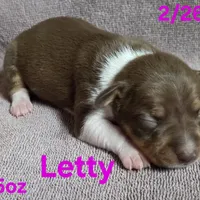 Letty, a female Teddy Roosevelt Terrier for sale in Wetumpka, AL – Photo 5 of 5