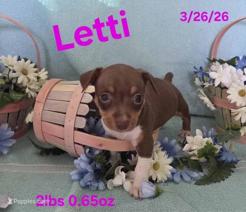 Letty – Teddy Roosevelt Terrier puppy for sale in Wetumpka, AL