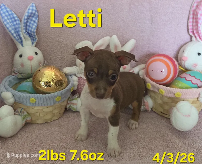 Letty – Teddy Roosevelt Terrier puppy for sale in Wetumpka, AL