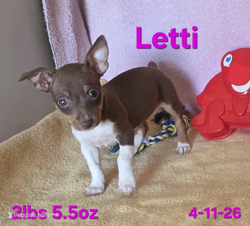 Letty – Teddy Roosevelt Terrier puppy for sale in Wetumpka, AL