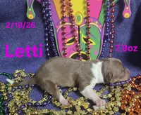 Letty, a female Teddy Roosevelt Terrier for sale in Wetumpka, AL – Photo 3 of 4