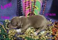 Letty, a female Teddy Roosevelt Terrier for sale in Wetumpka, AL – Photo 4 of 4