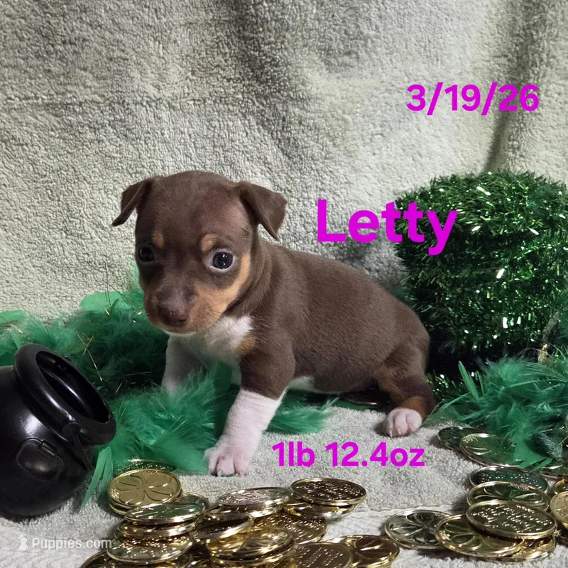 Letty – Teddy Roosevelt Terrier puppy for sale in Wetumpka, AL