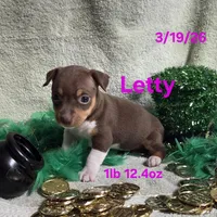 Letty, a female Teddy Roosevelt Terrier for sale in Wetumpka, AL – Photo 3 of 5
