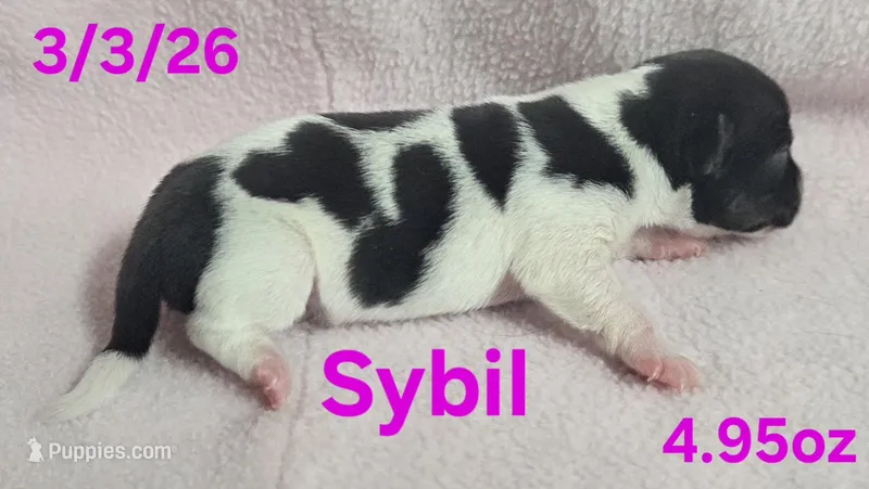 Sybil 