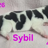 Sybil , a female Teddy Roosevelt Terrier for sale in Wetumpka, AL – Photo 1 of 4