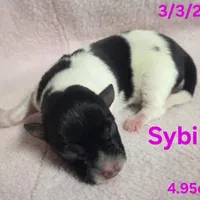 Sybil , a female Teddy Roosevelt Terrier for sale in Wetumpka, AL – Photo 3 of 4