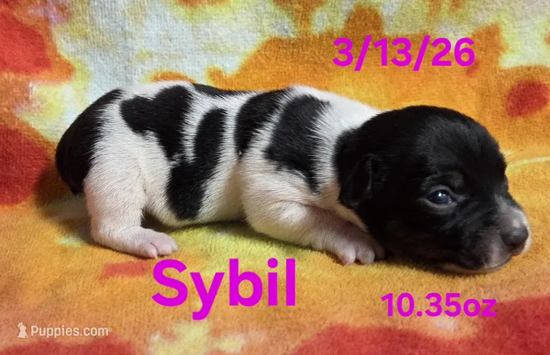 Sybil  – Teddy Roosevelt Terrier puppy on hold in Wetumpka, AL