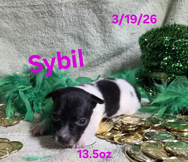 Sybil  – Teddy Roosevelt Terrier puppy for sale in Wetumpka, AL