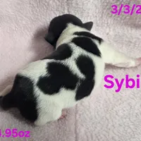 Sybil , a female Teddy Roosevelt Terrier for sale in Wetumpka, AL – Photo 2 of 4