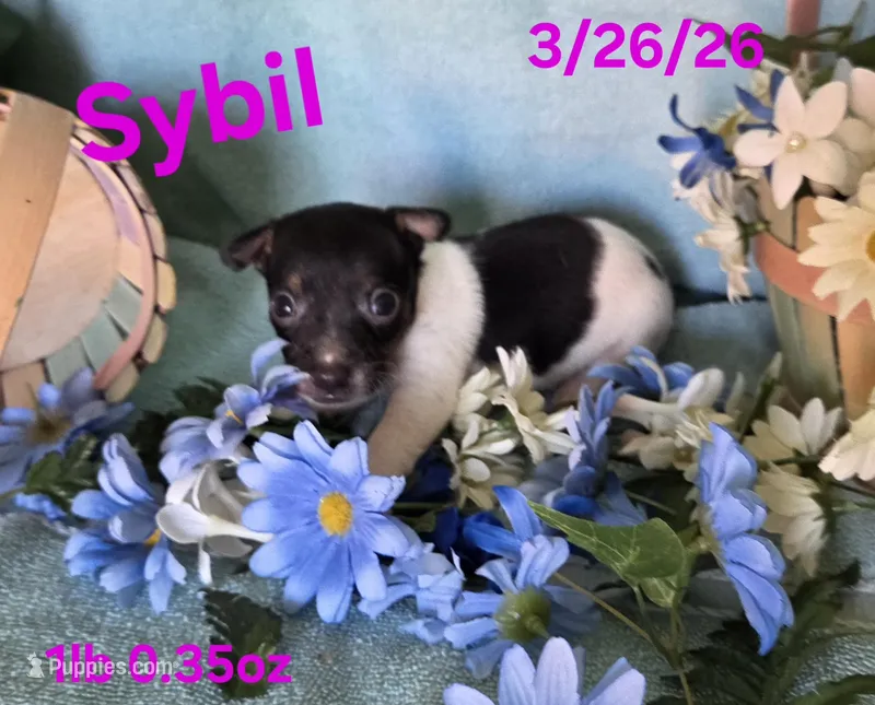 Sybil  – Teddy Roosevelt Terrier puppy for sale in Wetumpka, AL