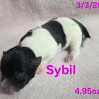 Sybil , a female Teddy Roosevelt Terrier for sale in Wetumpka, AL – Photo 4 of 4