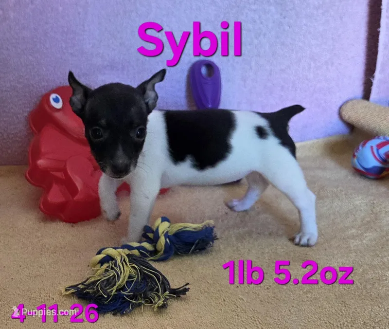 Sybil  – Teddy Roosevelt Terrier puppy for sale in Wetumpka, AL