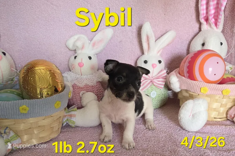 Sybil  – Teddy Roosevelt Terrier puppy for sale in Wetumpka, AL