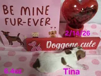 Tina, a female Teddy Roosevelt Terrier for sale in Wetumpka, AL – Photo 3 of 5