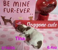 Tina, a female Teddy Roosevelt Terrier for sale in Wetumpka, AL – Photo 2 of 5