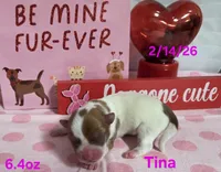 Tina, a female Teddy Roosevelt Terrier for sale in Wetumpka, AL – Photo 5 of 5