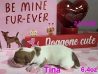 Tina, a female Teddy Roosevelt Terrier for sale in Wetumpka, AL – Photo 4 of 5