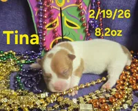 Tina, a female Teddy Roosevelt Terrier for sale in Wetumpka, AL – Photo 1 of 5