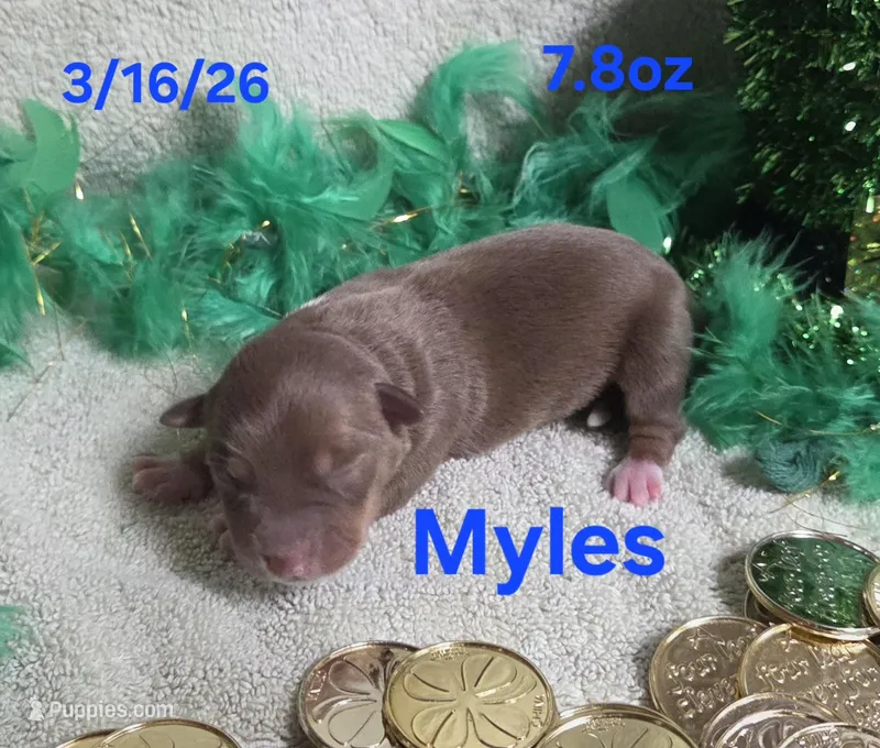 Myles  – Teddy Roosevelt Terrier puppy for sale in Wetumpka, AL