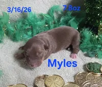 Myles , a male Teddy Roosevelt Terrier for sale in Wetumpka, AL – Photo 1 of 2