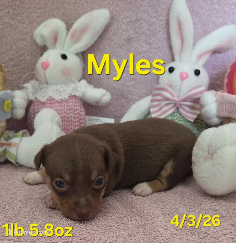 Myles  – Teddy Roosevelt Terrier puppy for sale in Wetumpka, AL