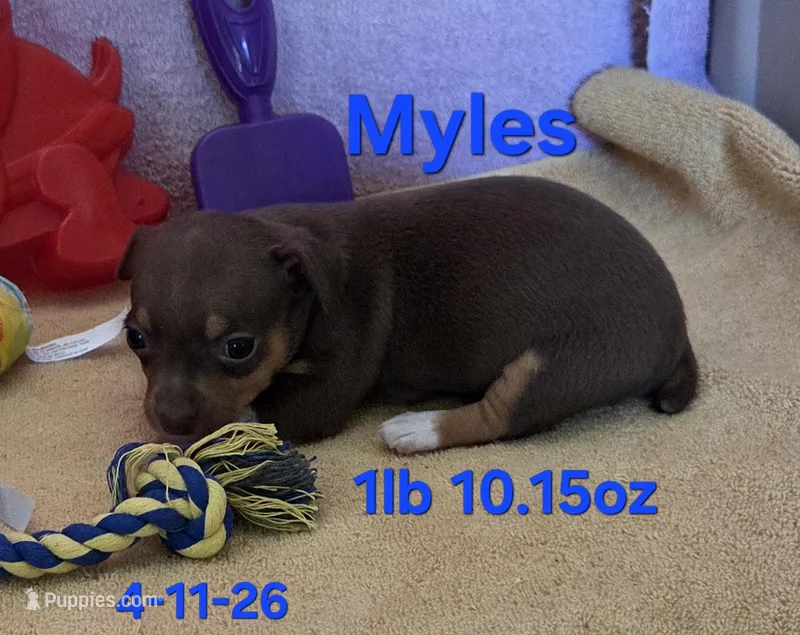 Myles  – Teddy Roosevelt Terrier puppy for sale in Wetumpka, AL