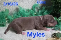 Myles , a male Teddy Roosevelt Terrier for sale in Wetumpka, AL – Photo 2 of 2