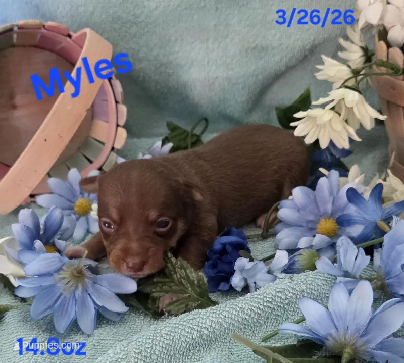 Myles  – Teddy Roosevelt Terrier puppy for sale in Wetumpka, AL
