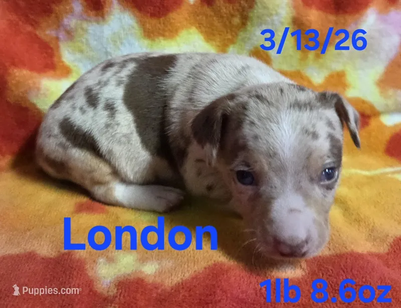 London  – Teddy Roosevelt Terrier puppy for sale in Wetumpka, AL