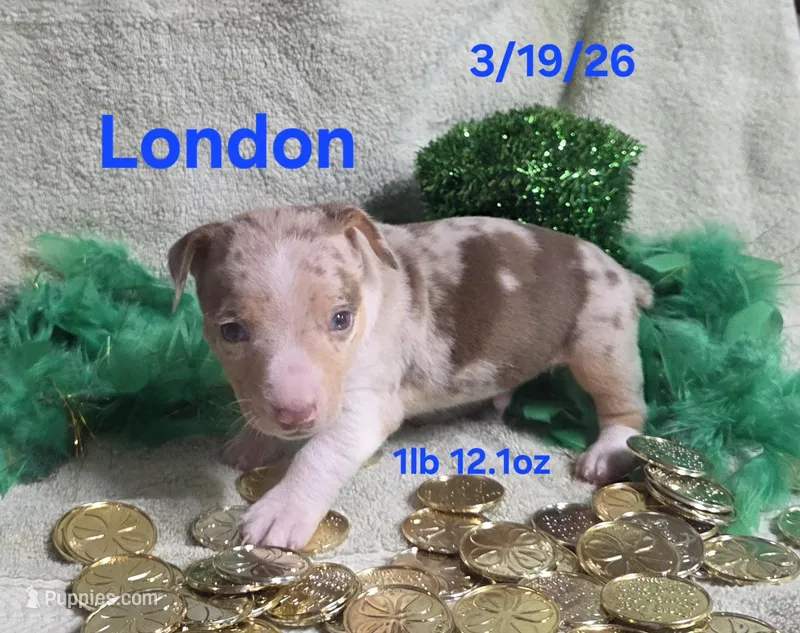 London  – Teddy Roosevelt Terrier puppy for sale in Wetumpka, AL