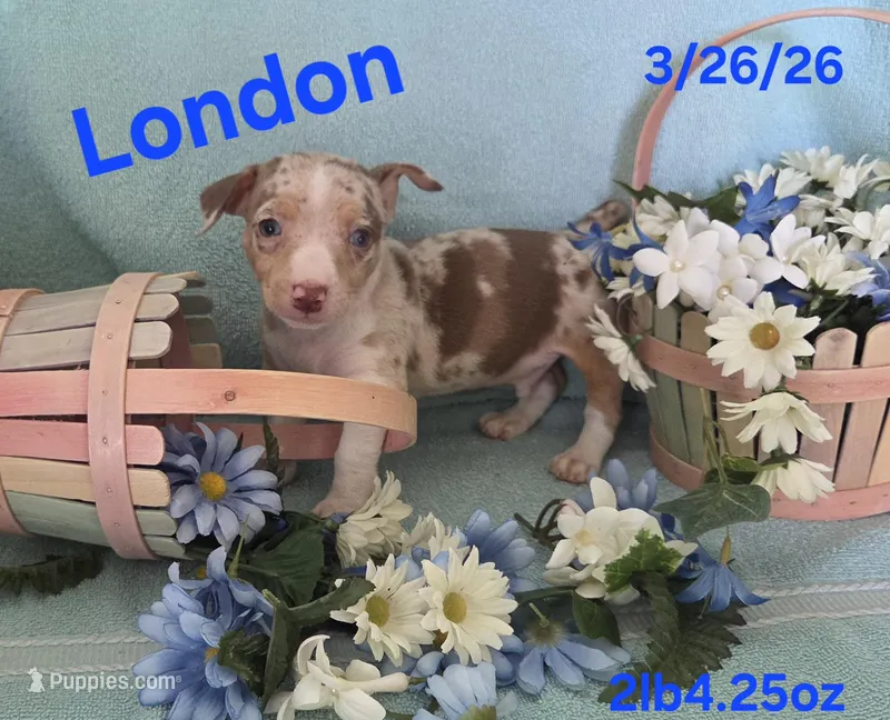 London  – Teddy Roosevelt Terrier puppy for sale in Wetumpka, AL