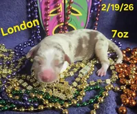 London , a male Teddy Roosevelt Terrier for sale in Wetumpka, AL – Photo 2 of 4