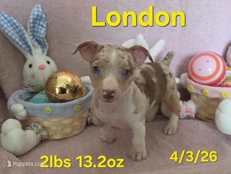 London  – Teddy Roosevelt Terrier puppy for sale in Wetumpka, AL