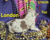London , a male Teddy Roosevelt Terrier for sale in Wetumpka, AL – Photo 1 of 4