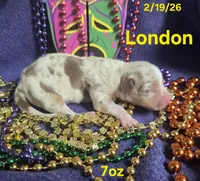 London , a male Teddy Roosevelt Terrier for sale in Wetumpka, AL – Photo 4 of 4