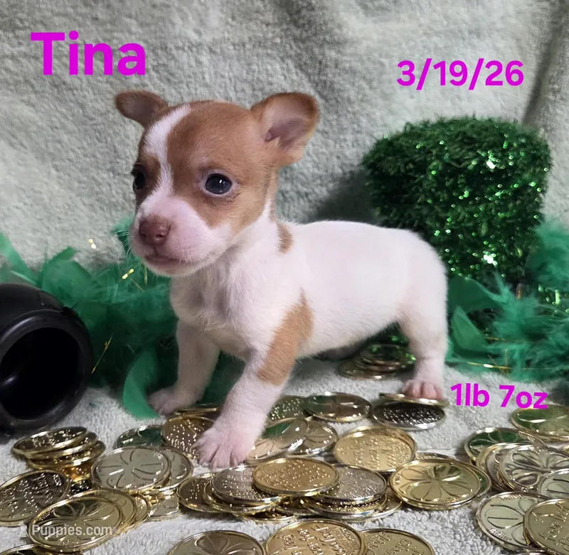 Tina – Teddy Roosevelt Terrier puppy for sale in Wetumpka, AL