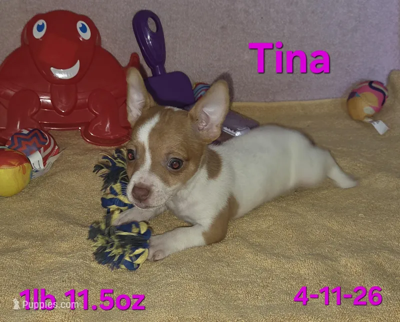 Tina – Teddy Roosevelt Terrier puppy for sale in Wetumpka, AL