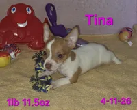 Tina, a female Teddy Roosevelt Terrier for sale in Wetumpka, AL – Photo 2 of 9