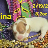 Tina, a female Teddy Roosevelt Terrier for sale in Wetumpka, AL – Photo 3 of 3