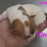 Tina, a female Teddy Roosevelt Terrier for sale in Wetumpka, AL – Photo 2 of 3