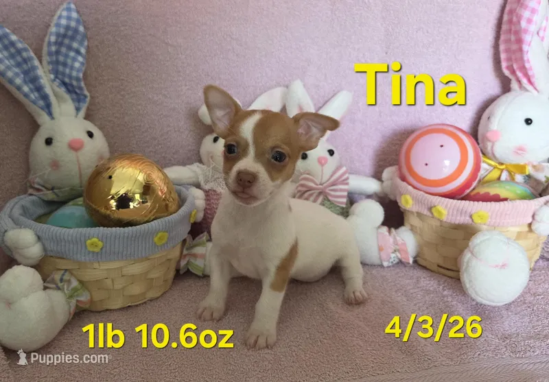 Tina – Teddy Roosevelt Terrier puppy for sale in Wetumpka, AL