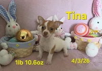 Tina, a female Teddy Roosevelt Terrier for sale in Wetumpka, AL – Photo 4 of 9