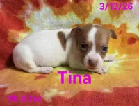 Tina, a female Teddy Roosevelt Terrier for sale in Wetumpka, AL – Photo 7 of 9