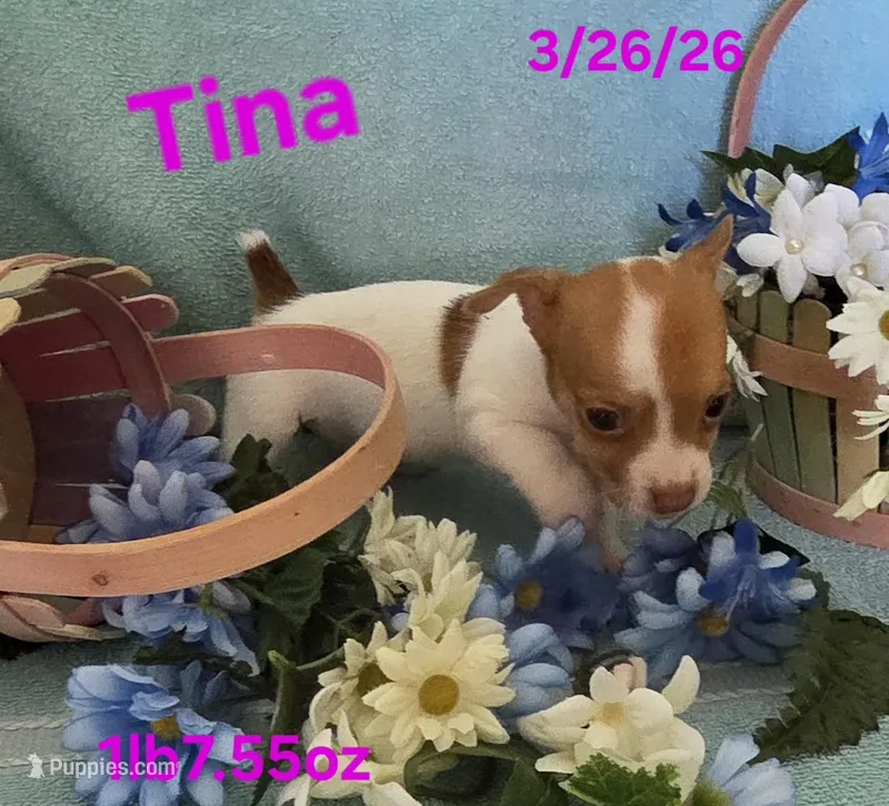 Tina – Teddy Roosevelt Terrier puppy for sale in Wetumpka, AL