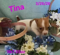 Tina, a female Teddy Roosevelt Terrier for sale in Wetumpka, AL – Photo 8 of 9